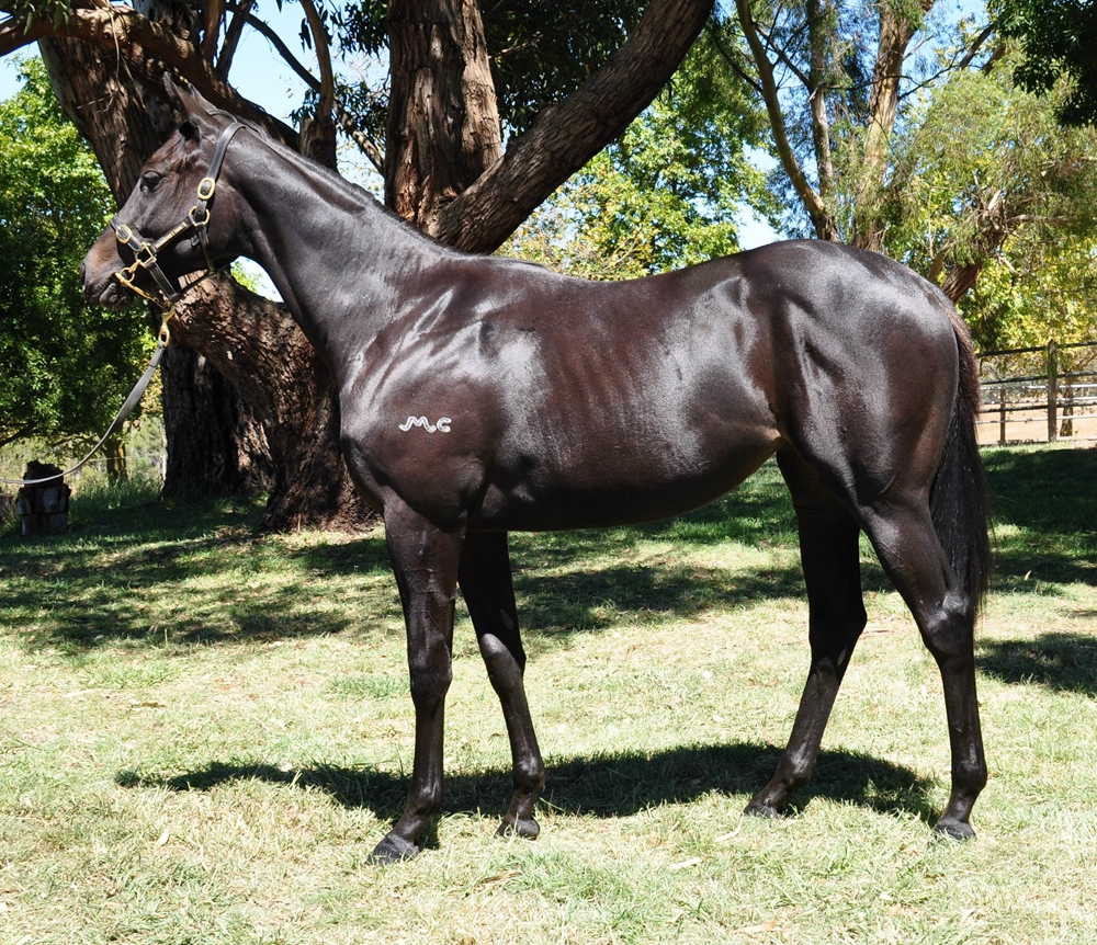 Royal Meeting (IRE) / The Midnight Hour (AUS) 2023 Filly - Image 1