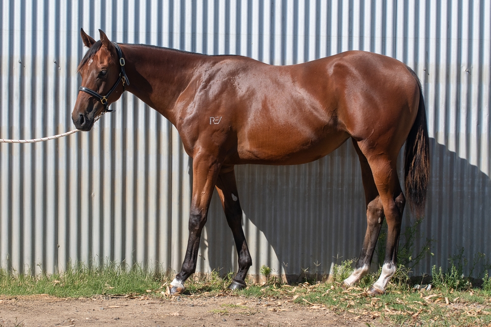 Zousain (AUS) / Sumptuous (AUS) 2023 Filly - Image 1