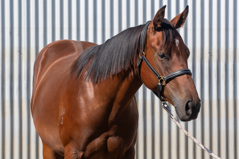 Zousain (AUS) / Sumptuous (AUS) 2023 Filly - Image 2