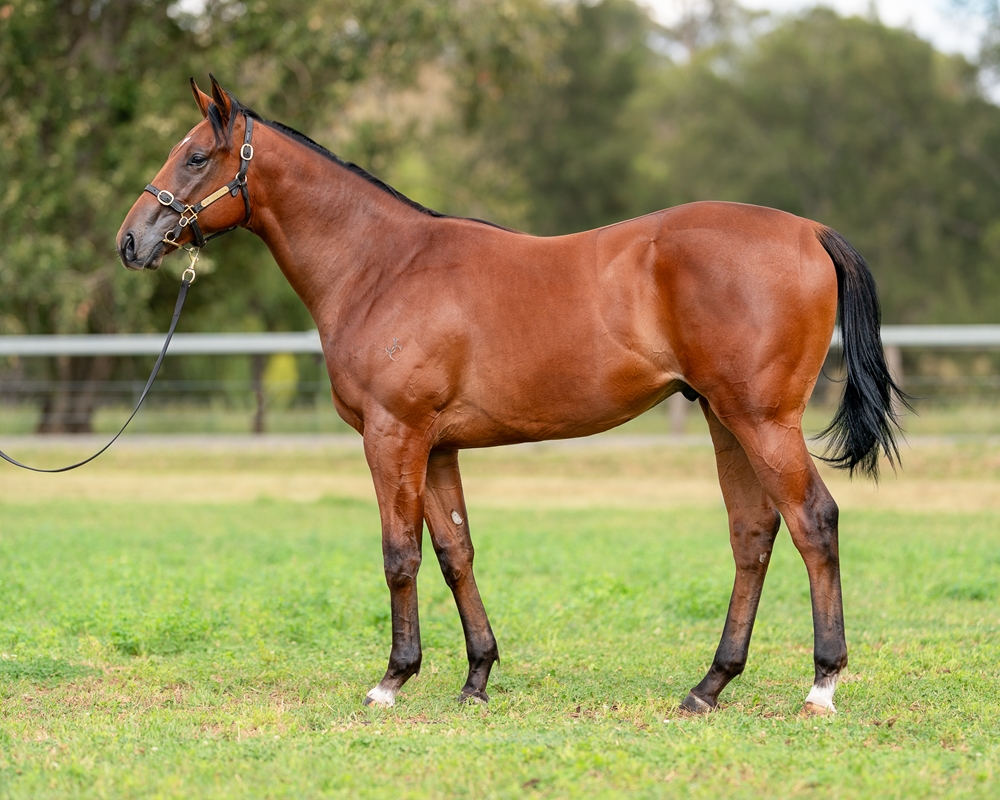 Prague (AUS) / Revise (USA) 2023 Colt - Image 1