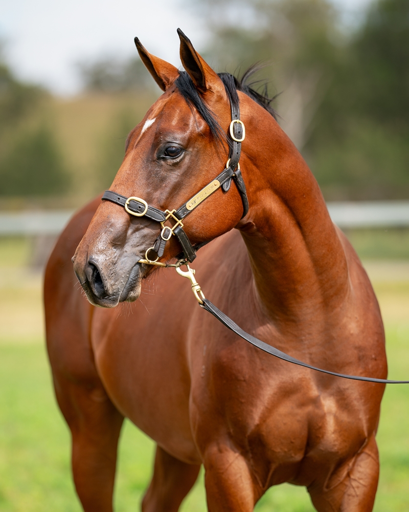 Prague (AUS) / Revise (USA) 2023 Colt - Image 2