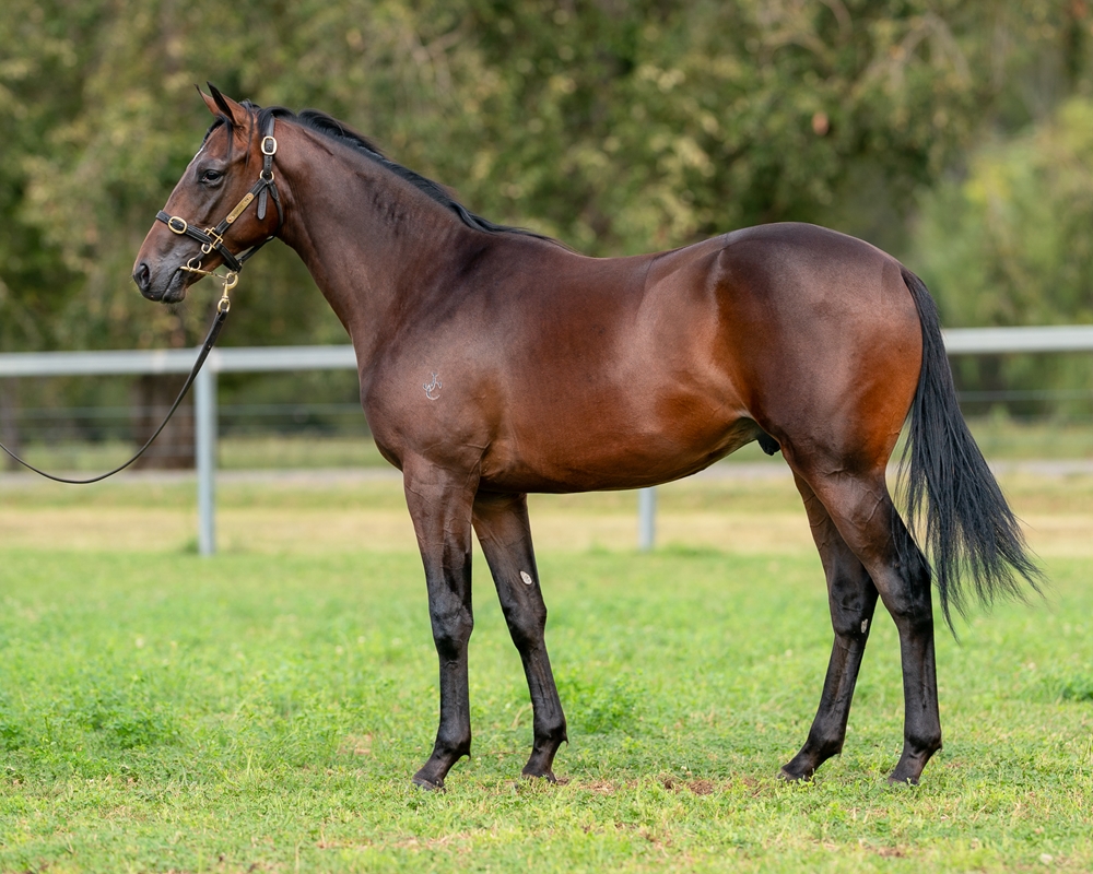 The Autumn Sun (AUS) / Savanah Rush (NZ) 2023 Colt - Image 1