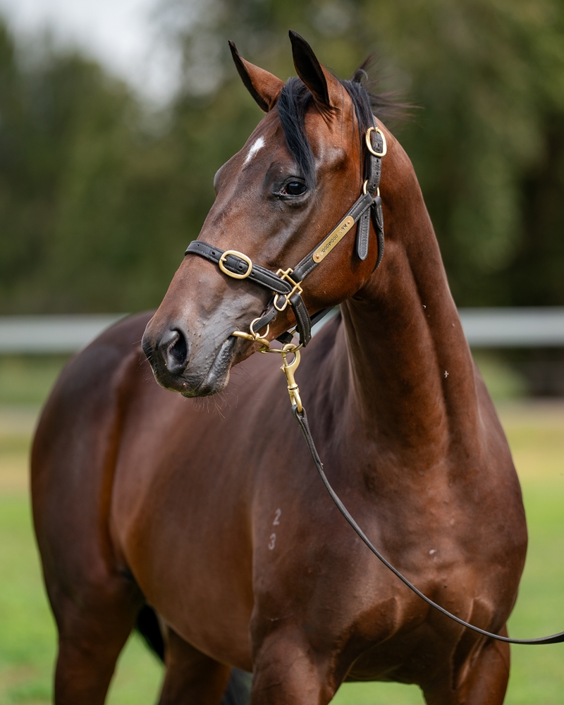 The Autumn Sun (AUS) / Savanah Rush (NZ) 2023 Colt - Image 2