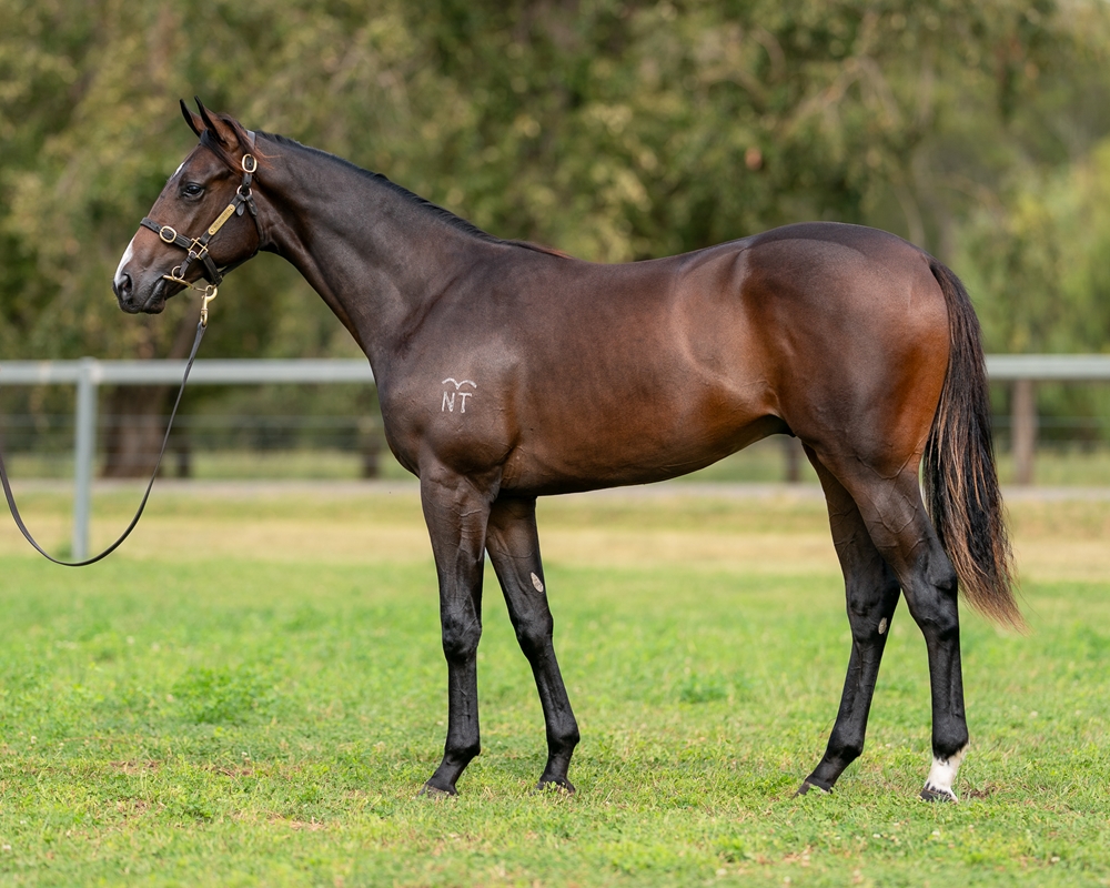 Rebel Dane (AUS) / Waveline (USA) 2023 Colt - Image 1