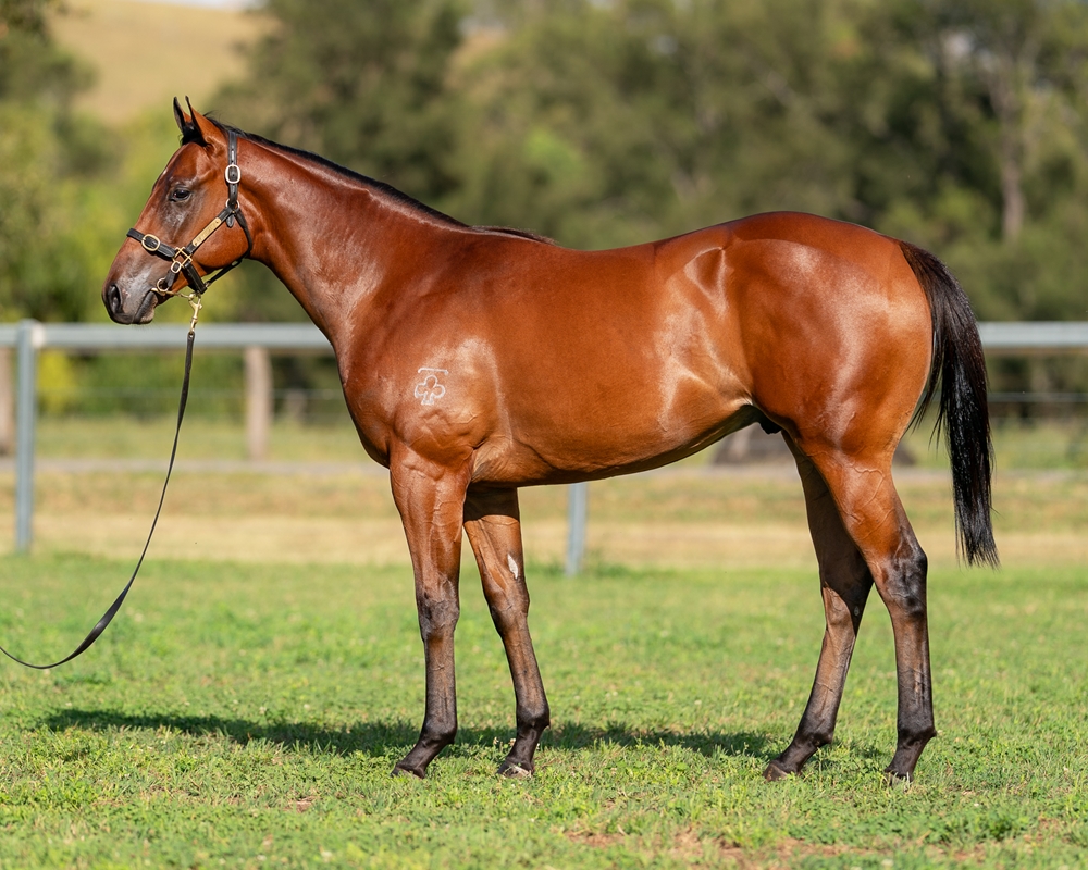 St Mark's Basilica (FR) / Willo Titto (AUS) 2023 Colt - Image 1