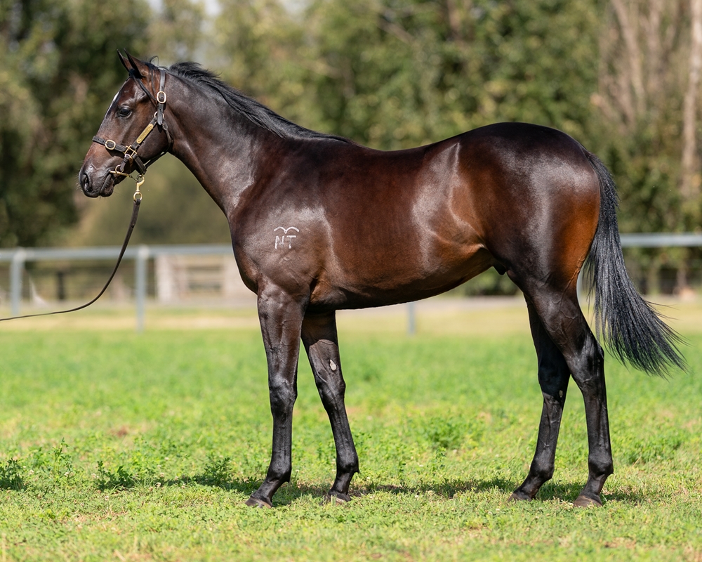 Anders (AUS) / Becharm (AUS) 2023 Colt - Image 1