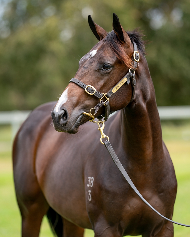 Rebel Dane (AUS) / Waveline (USA) 2023 Colt - Image 2