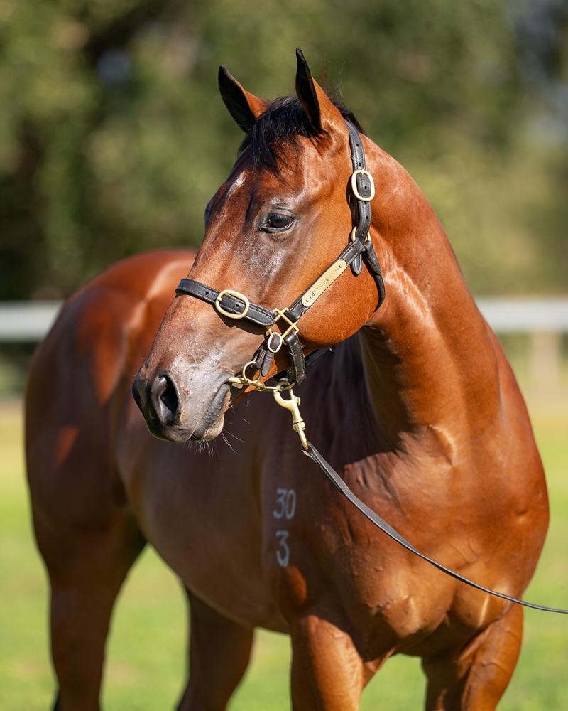 St Mark's Basilica (FR) / Willo Titto (AUS) 2023 Colt - Image 2