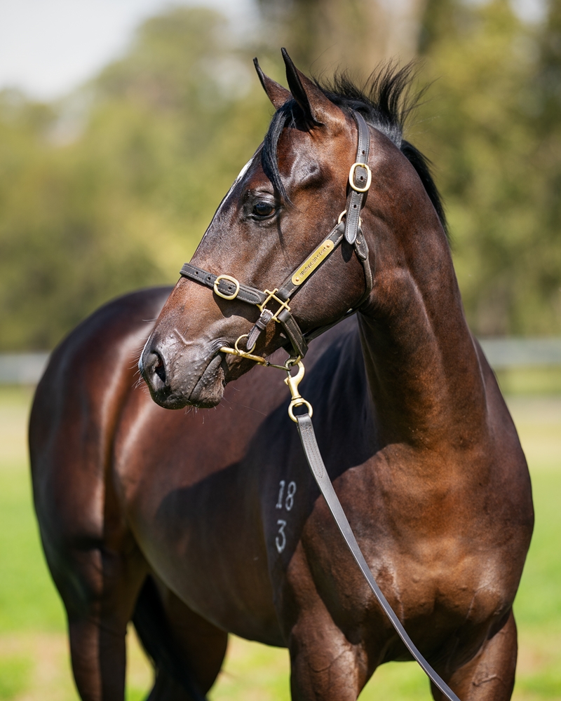 Anders (AUS) / Becharm (AUS) 2023 Colt - Image 2