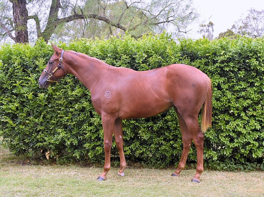 Doubtland (AUS) / Divine Messenger (AUS) 2023 Filly - Image 1