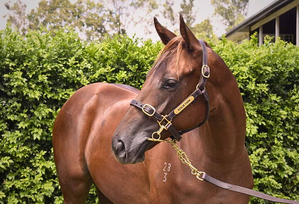 Doubtland (AUS) / Divine Messenger (AUS) 2023 Filly - Image 2