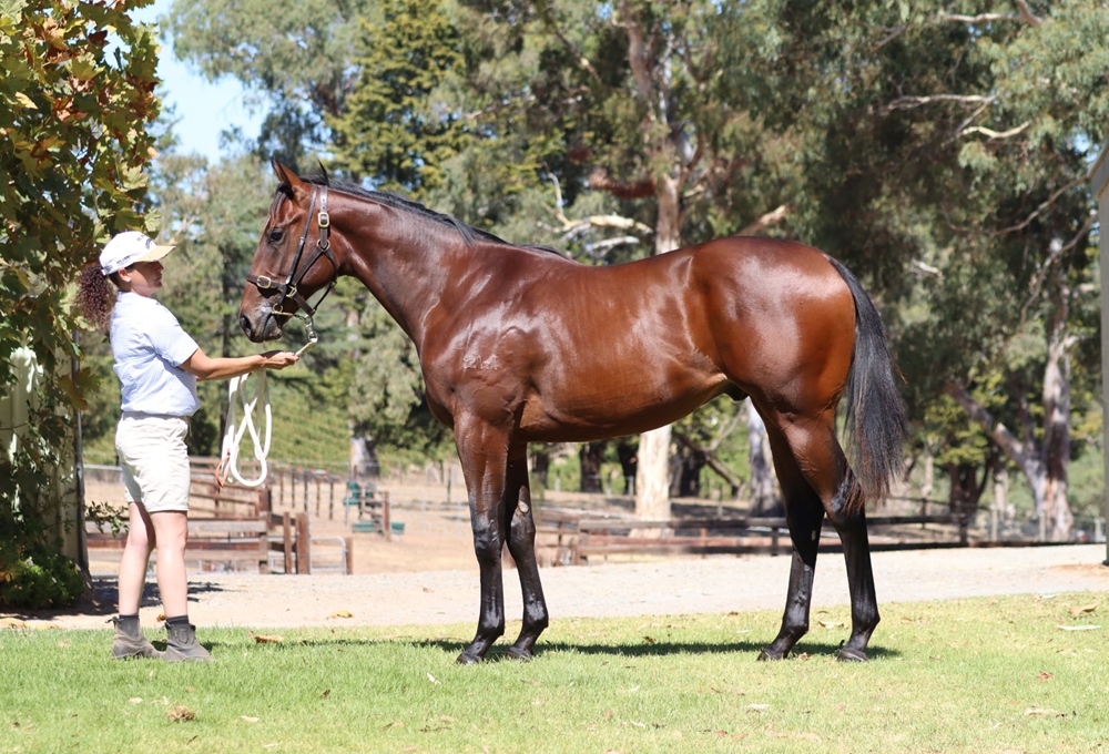 Wooded (IRE) / Flask (AUS) 2023 Colt - Image 1