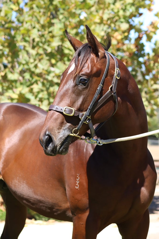 Wooded (IRE) / Flask (AUS) 2023 Colt - Image 2