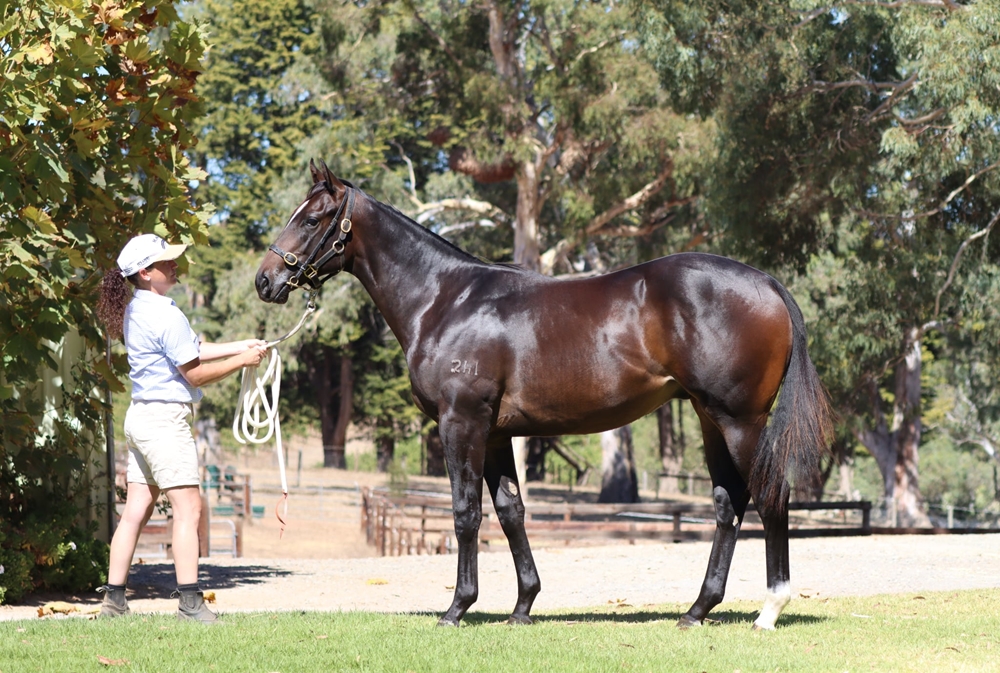 Brazen Beau (AUS) / Kabini (AUS) 2023 Colt - Image 1
