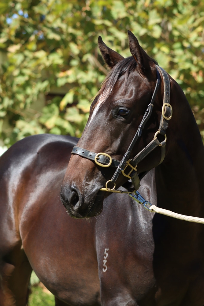 Brazen Beau (AUS) / Kabini (AUS) 2023 Colt - Image 2