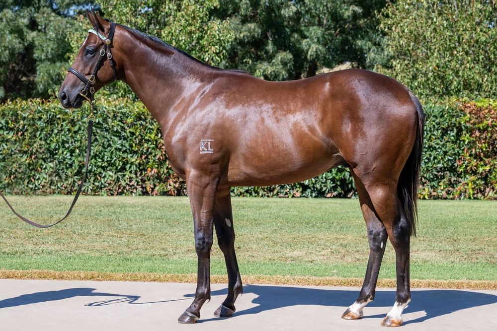 Sandbar (AUS) / Trupt (AUS) 2023 Colt - Image 1