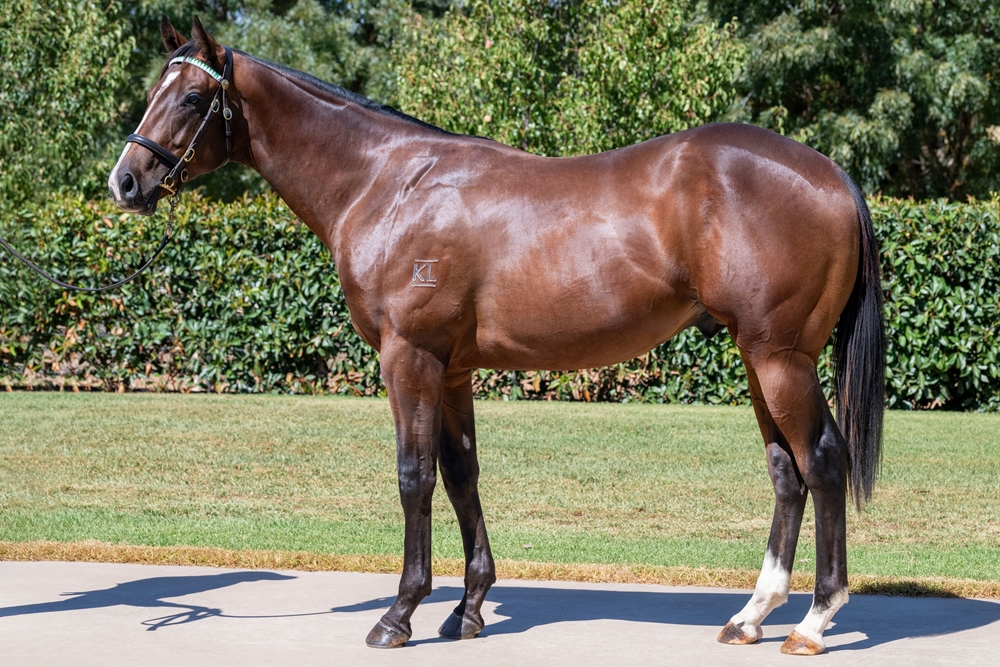 Sandbar (AUS) / Moss My Name (AUS) 2023 Colt - Image 1