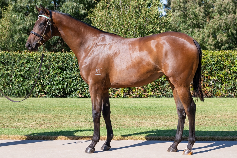 Exceedance (AUS) / Casa de Lago (AUS) 2023 Filly - Image 1