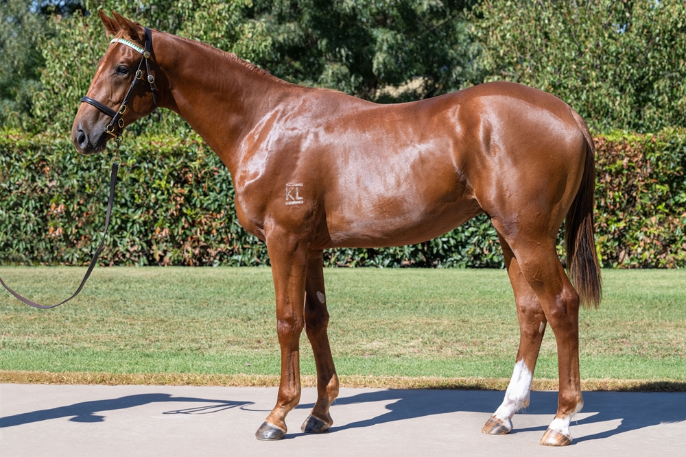 Prized Icon (AUS) / Casino Ace (AUS) 2023 Colt - Image 1