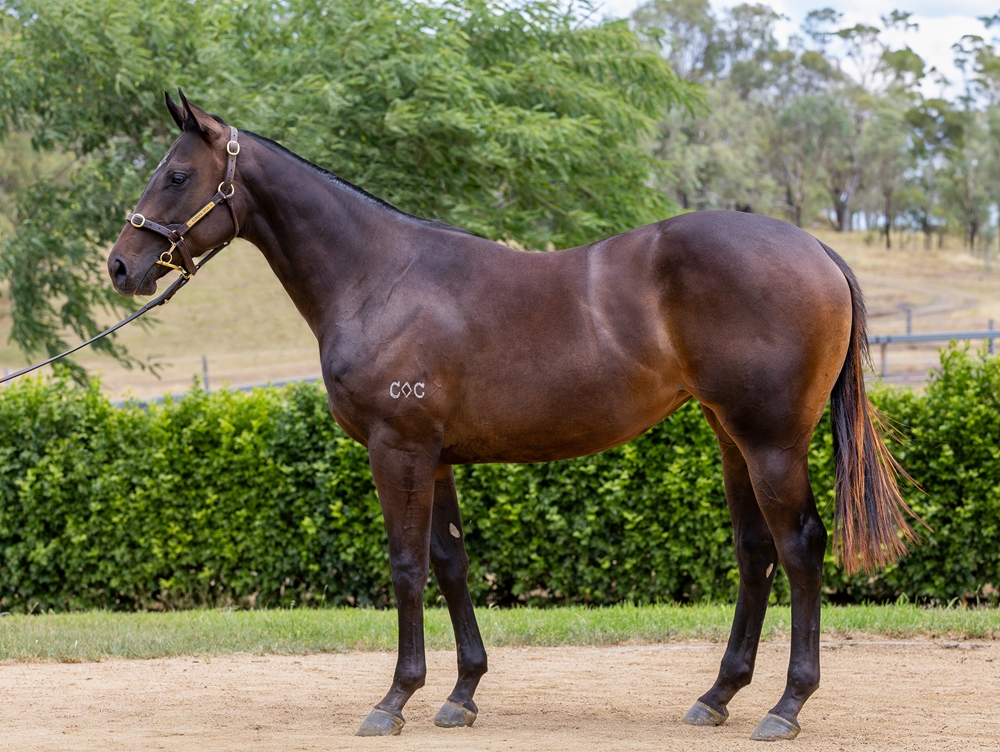 Encryption (AUS) / Fleeting Feeling (AUS) 2023 Filly - Image 1