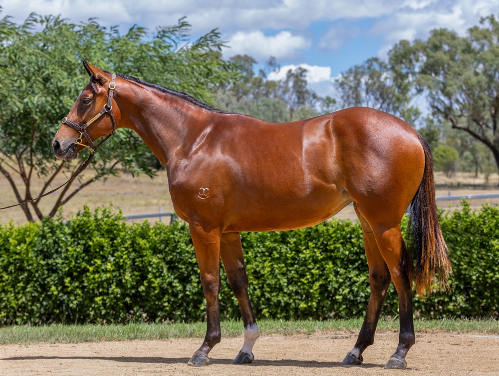 Better Than Ready (AUS) / Dancingfordiamonds (AUS) 2023 Filly - Image 1