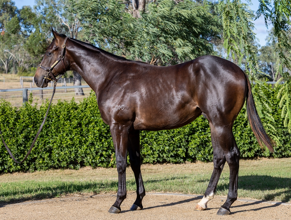 Spirit of Boom (AUS) / Liara (AUS) 2023 Colt - Image 1