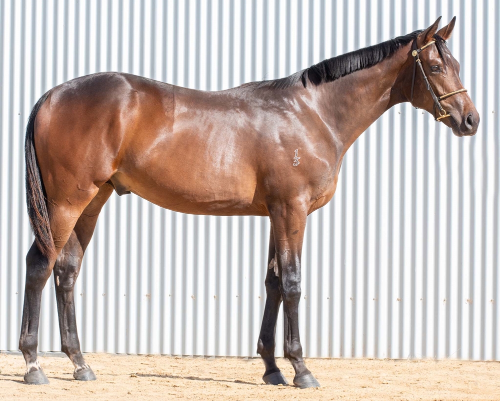 Russian Camelot (IRE) / Rainmoth (AUS) 2023 Colt - Image 2
