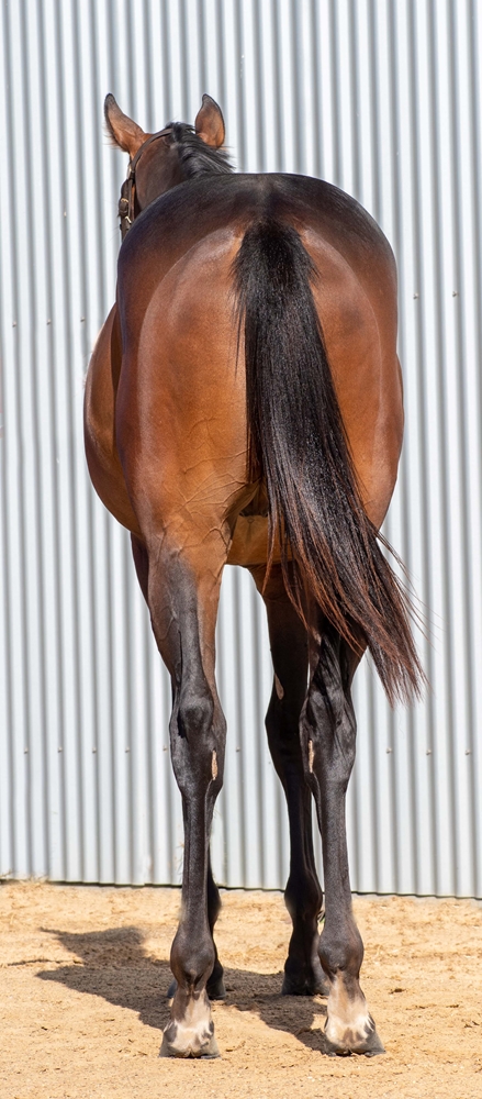 Russian Camelot (IRE) / Rainmoth (AUS) 2023 Colt - Image 3