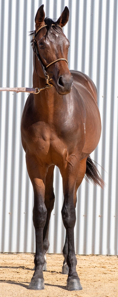 Russian Camelot (IRE) / Rainmoth (AUS) 2023 Colt - Image 5