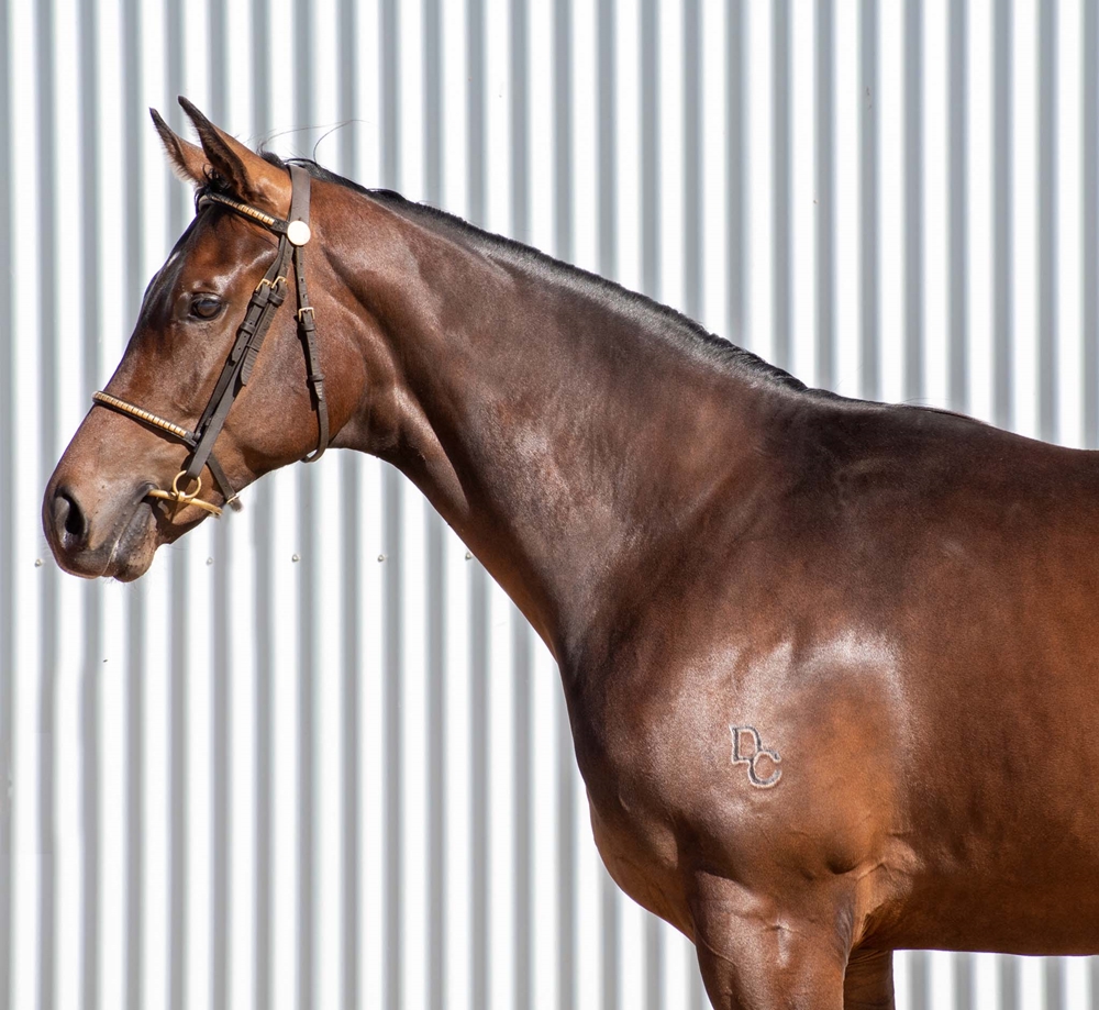 Russian Camelot (IRE) / Rainmoth (AUS) 2023 Colt - Image 3