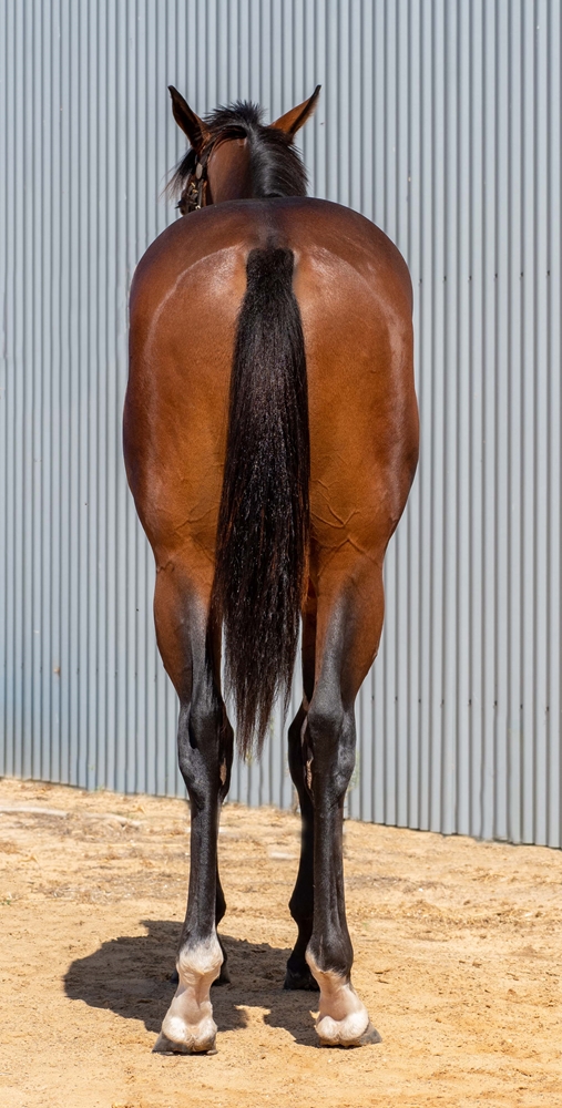 Russian Camelot (IRE) / Rainmoth (AUS) 2023 Colt - Image 4