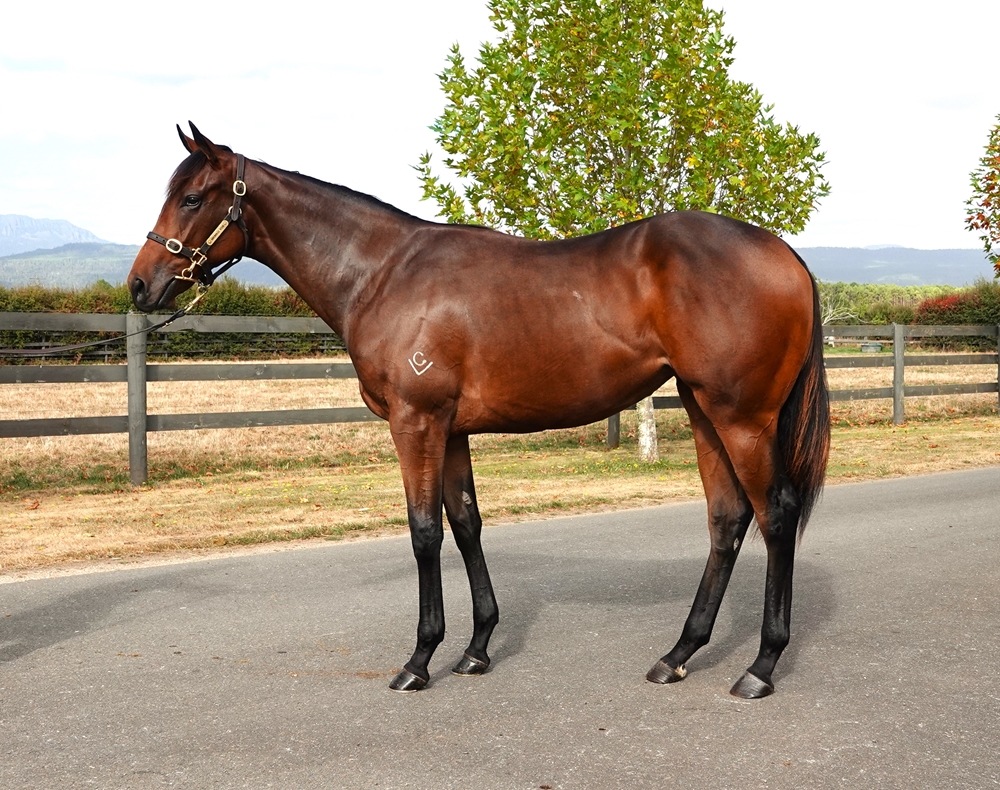 So You Think (NZ) / Miss Chierro (AUS) 2023 Filly - Image 1