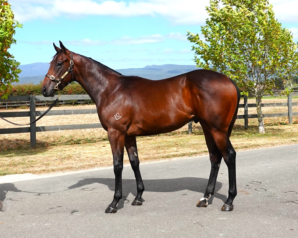 Wild Ruler (AUS) / Peppermint Patty (AUS) 2023 Colt - Image 1