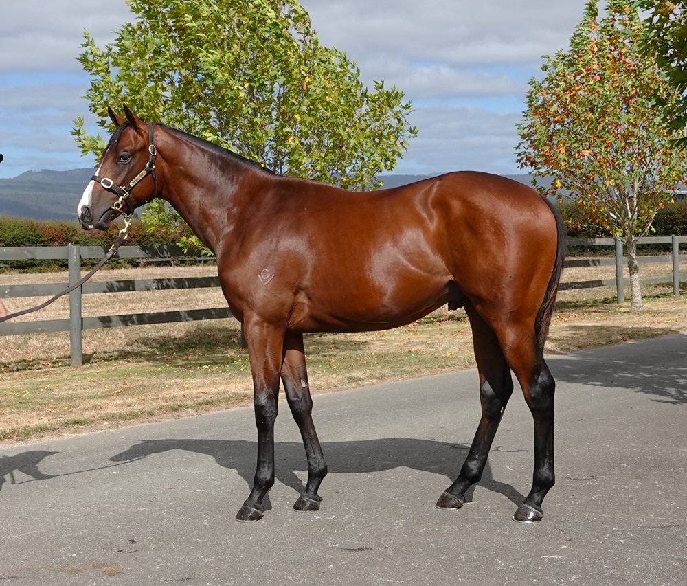 Anders (AUS) / Vahvuus (AUS) 2023 Colt - Image 1