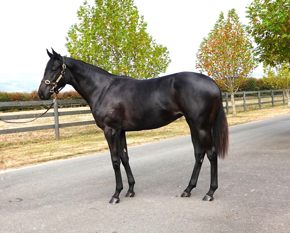 Pierata (AUS) / Dream Decision (AUS) 2023 Filly - Image 1