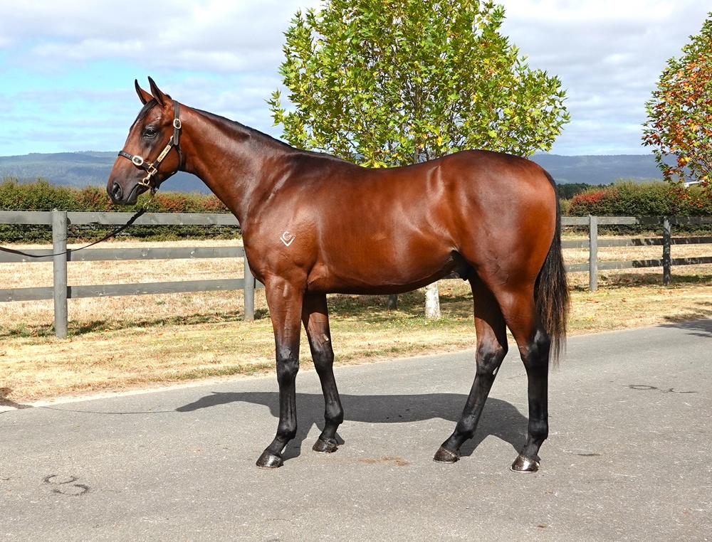 Tiger of Malay (AUS) / I Spy (AUS) 2023 Colt - Image 1
