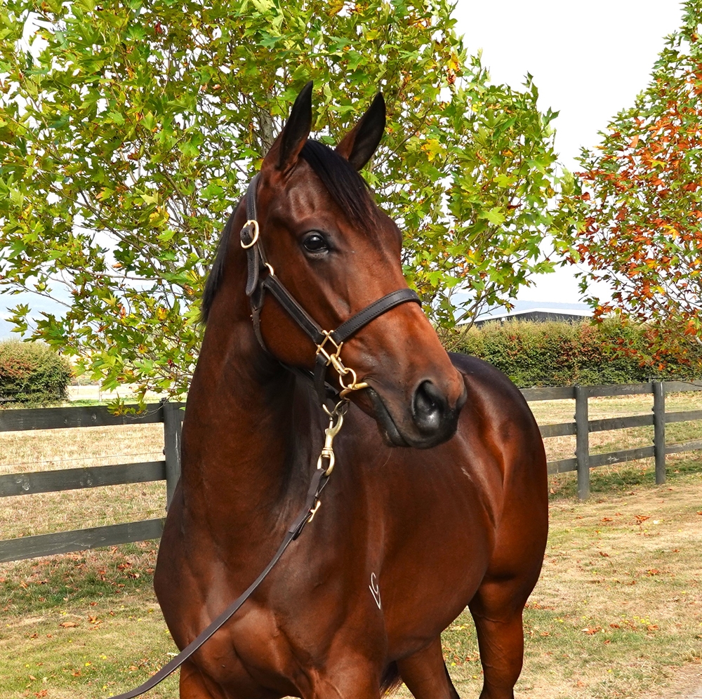 So You Think (NZ) / Miss Chierro (AUS) 2023 Filly - Image 2