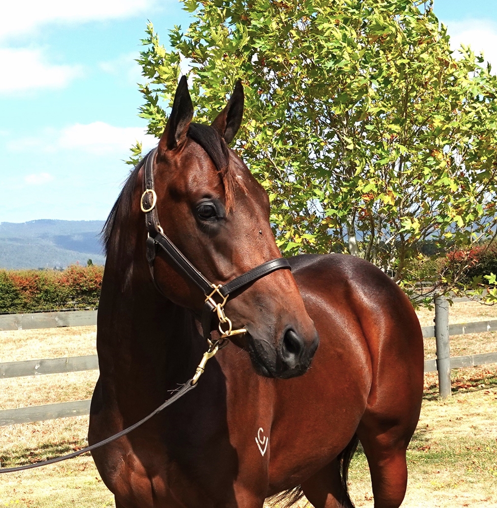 Wild Ruler (AUS) / Peppermint Patty (AUS) 2023 Colt - Image 2