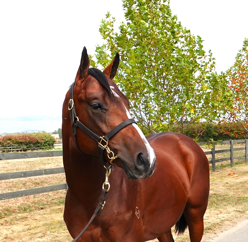 Anders (AUS) / Vahvuus (AUS) 2023 Colt - Image 2