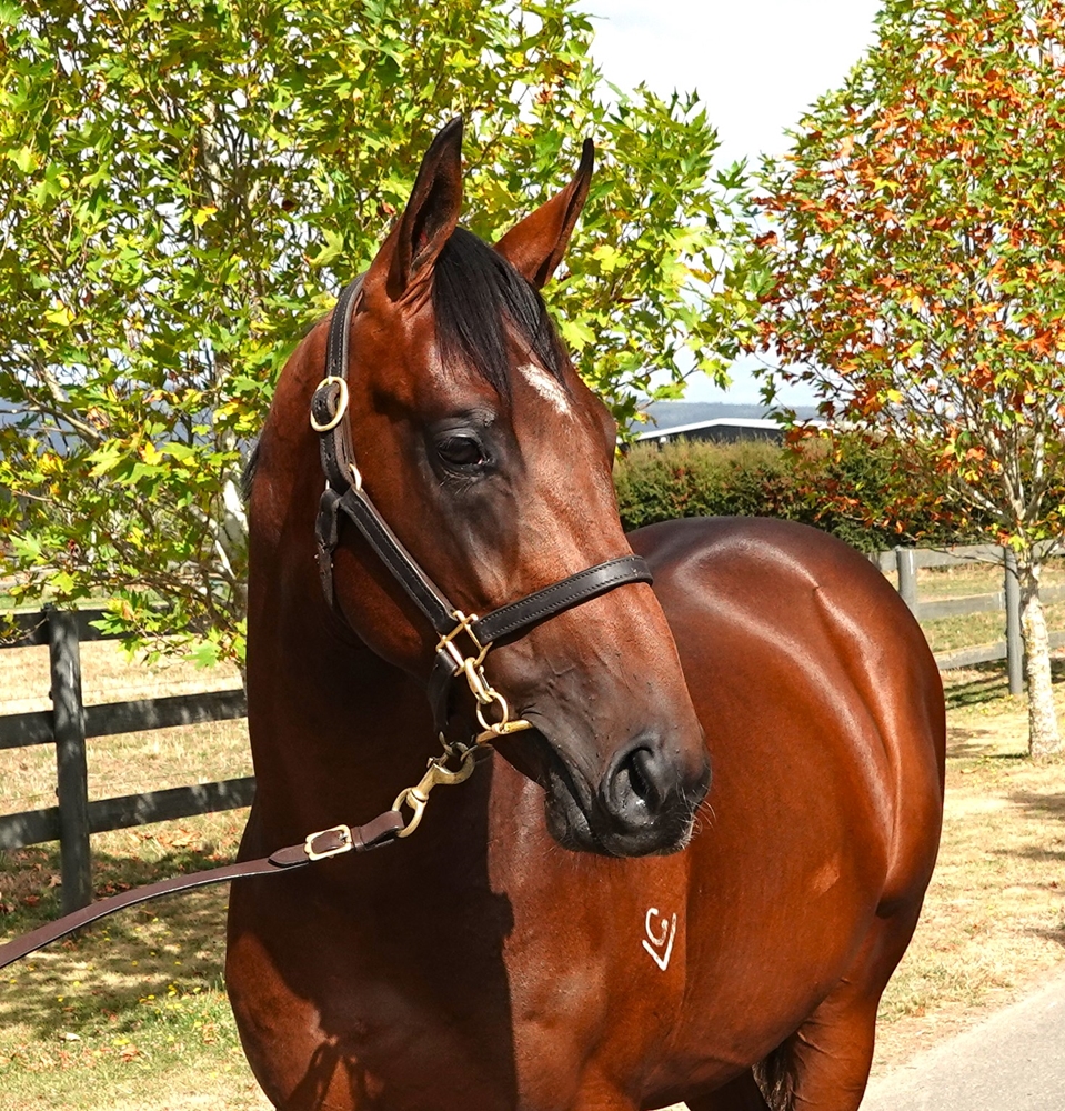 Tiger of Malay (AUS) / I Spy (AUS) 2023 Colt - Image 2