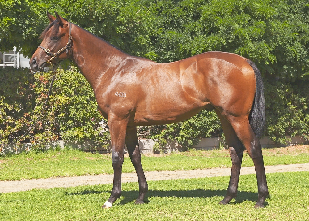 So You Think (NZ) / Miss Otto (AUS) 2023 Colt - Image 1