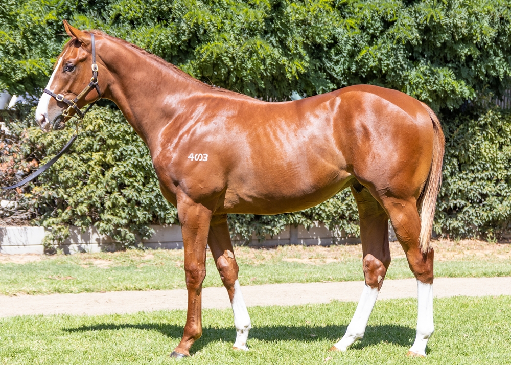 Bivouac (AUS) / Pimm's Party (AUS) 2023 Colt - Image 1