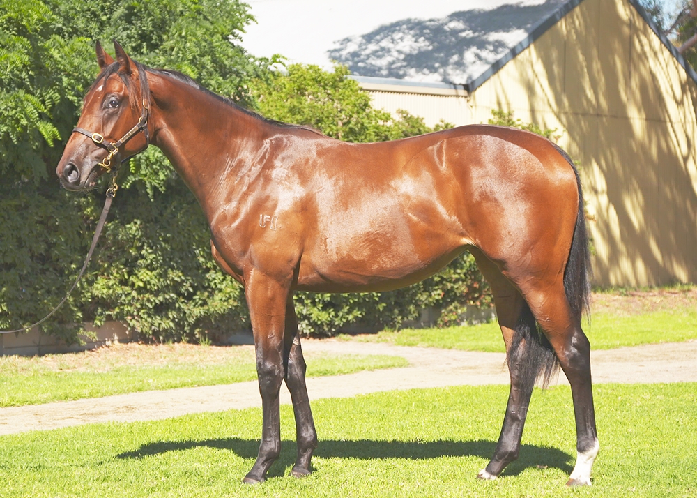 Churchill (IRE) / Racy Rosie (AUS) 2023 Filly - Image 1