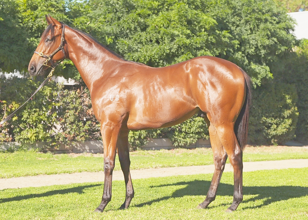 Harry Angel (IRE) / Star Stopper (AUS) 2023 Colt - Image 1