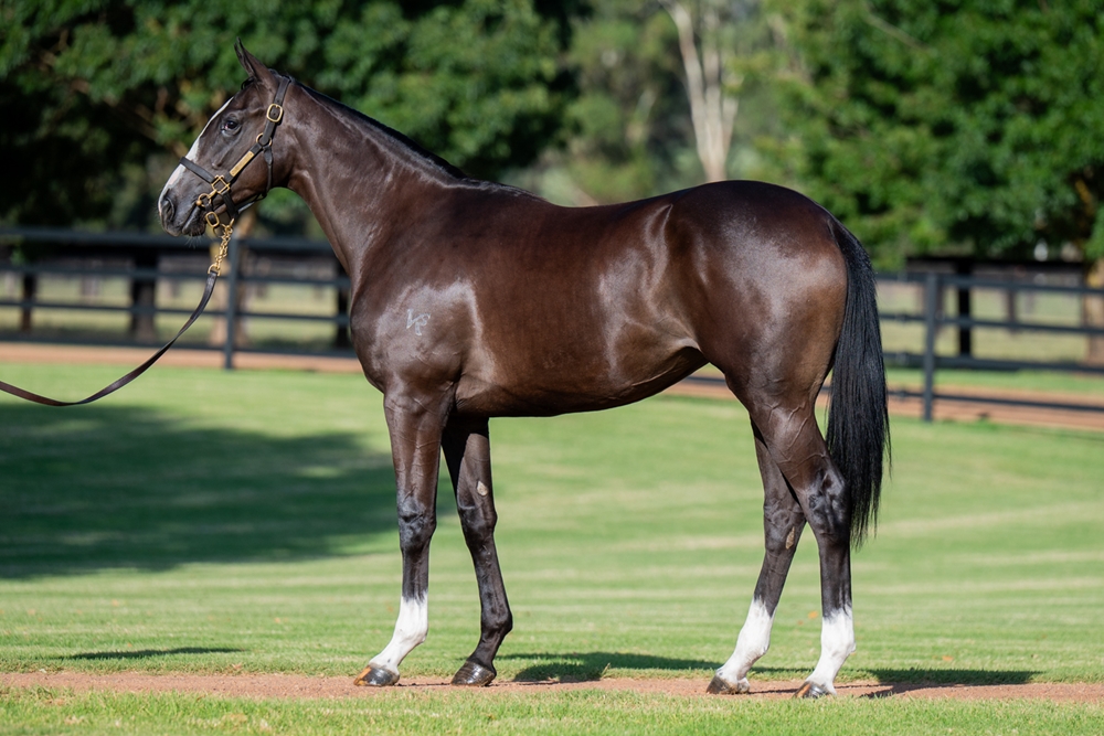 Trapeze Artist (AUS) / Soho Ruby (AUS) 2023 Filly - Image 1