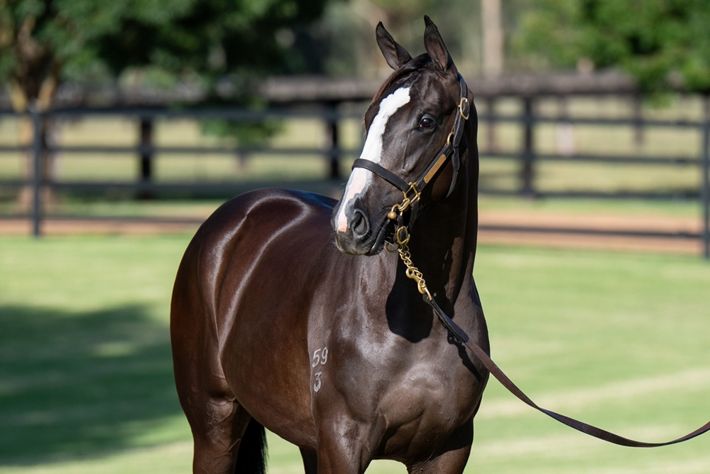 Trapeze Artist (AUS) / Soho Ruby (AUS) 2023 Filly - Image 2