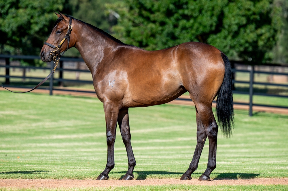 Trapeze Artist (AUS) / Thoughtful Harmony (AUS) 2023 Filly - Image 1