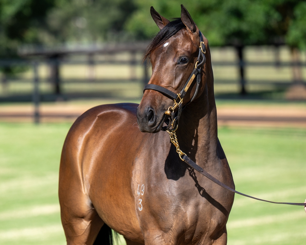 Trapeze Artist (AUS) / Thoughtful Harmony (AUS) 2023 Filly - Image 2