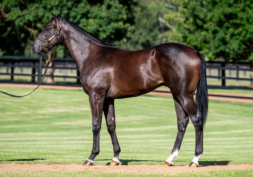 Ole Kirk (AUS) / Genesta (AUS) 2023 Colt - Image 1