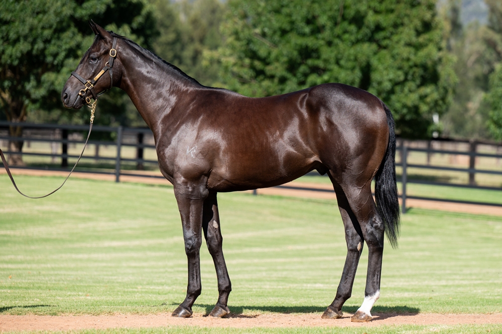 Trapeze Artist (AUS) / Love Commands (AUS) 2023 Colt - Image 1